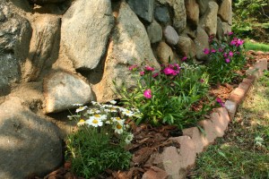 summer gardening 2010 002