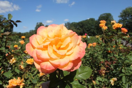 All it takes is a rose to answer the question: does he like me? It's more complicated than that...