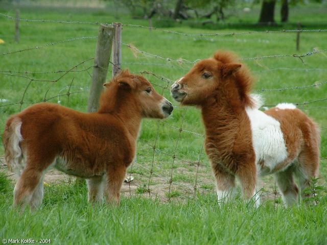 I still really want a pony. 