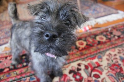 This puppy was my best Valentine's Present